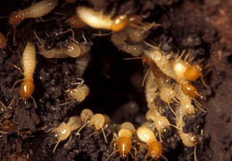 TERMITE CONTROL