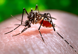 FLY AND MOSQUITO CONTROL