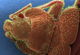 BED BUGS CONTROL