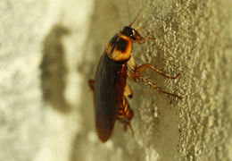 COCKROACH CONTROL
