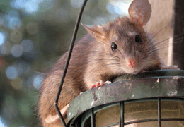 RODENT CONTROL