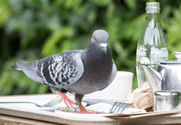 BIRD CONTROL